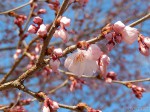 仙台の桜、間もなく開花