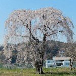 仙台市保存樹木の桜たち